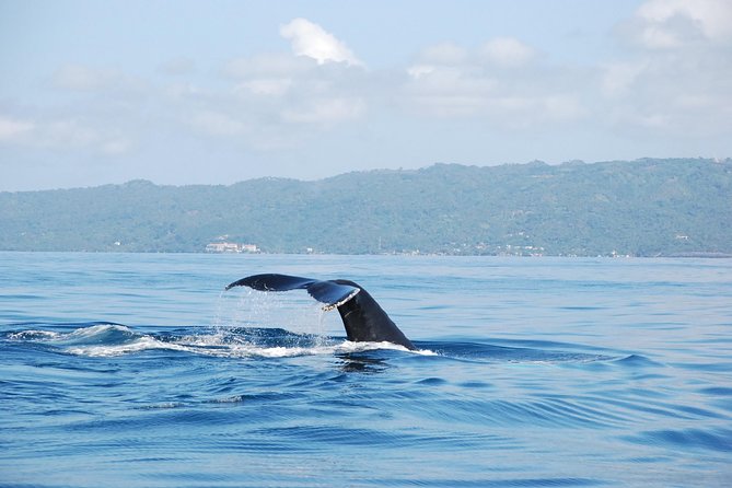 Whale Watching and Bacardi Island Day Trip From Punta Cana - Health and Accessibility