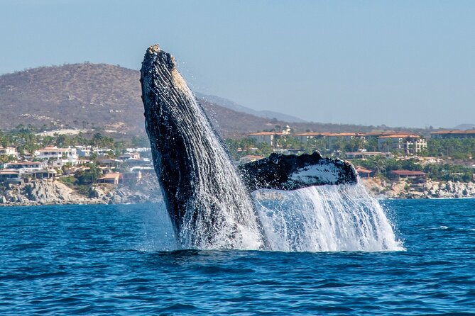 Whale Watching by Zodiac in Cabo San Lucas With Photos Included - Meeting and End Points