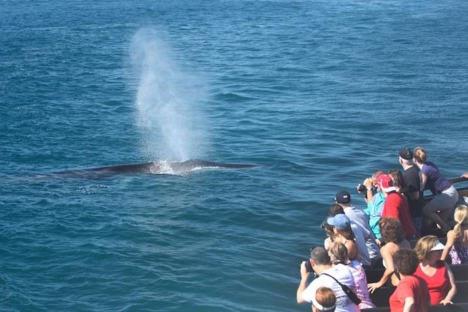 Whale Watching Cruise From Newport Beach - Accessibility and Participation Requirements