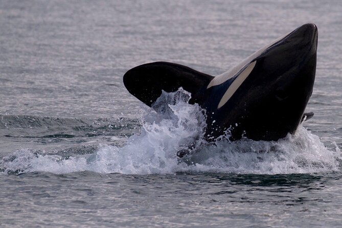 Whale Watching Cruise With Expert Naturalists - Accessibility Features