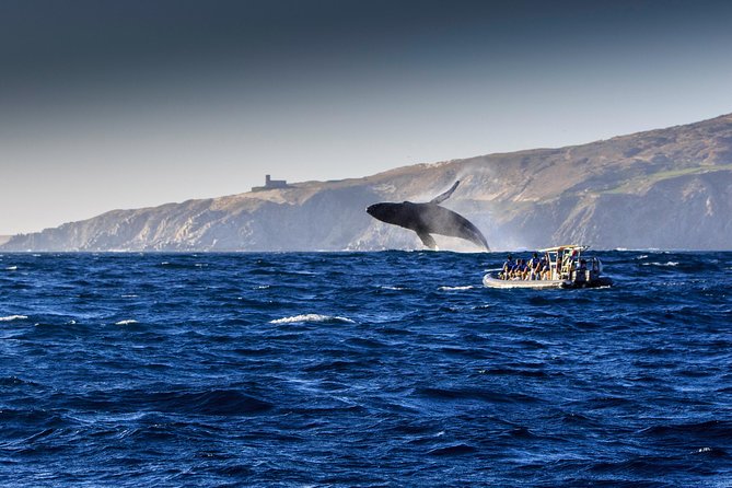 Whale Watching Dinner Cruise in Cabo San Lucas - Whale Watching Highlights
