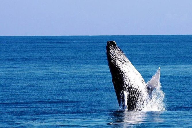 Whale Watching in Samana - Tour Logistics