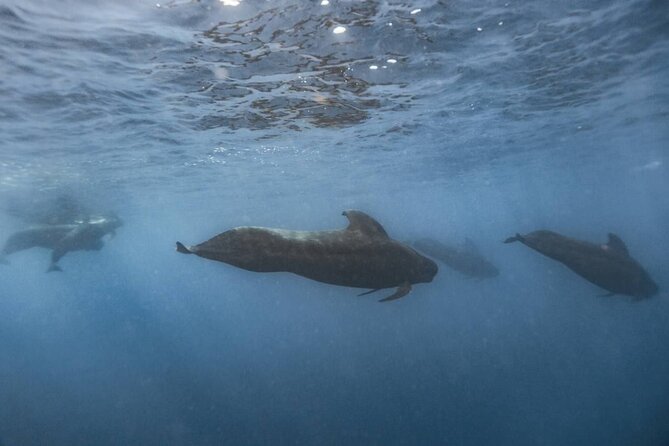 Whale Watching in Sao Tome & Principe - Pickup Information