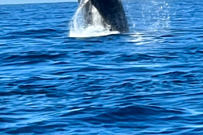 Whale Watching Kelly - Whale Sighting Highlights