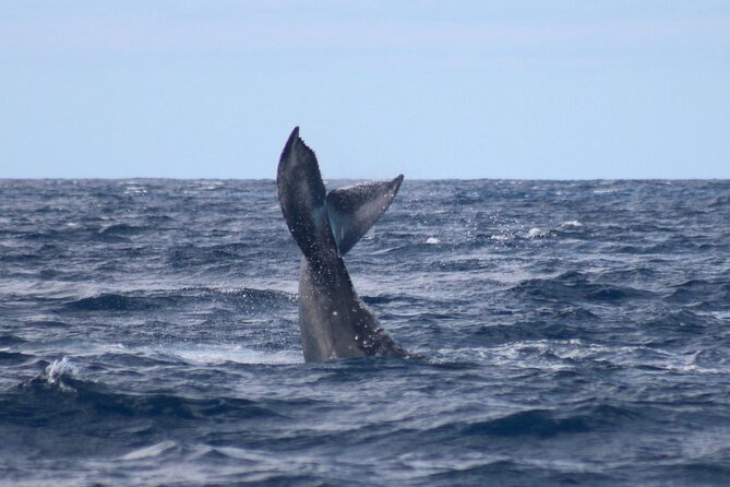 Whale Watching on Big Island - Additional Considerations