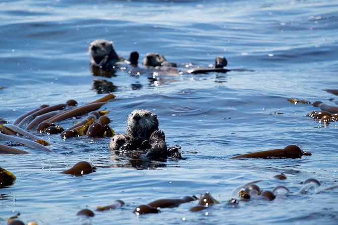Whale Watching & Sightseeing Tour in Ucluelet, Vancouver Island - Meeting and Pickup