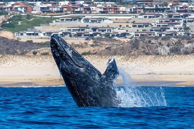 Whale Watching & Snorkeling Combo in Los Cabos With Photos Included - Accessibility and Participation
