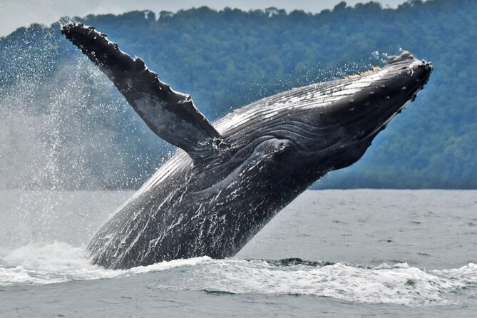 Whale Watching Tour and Visit to Isla De La Plata - Isla De La Plata Exploration