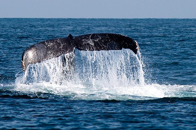 Whale Watching With Hydrophones! Hear the Whales! - Ratings and Reviews
