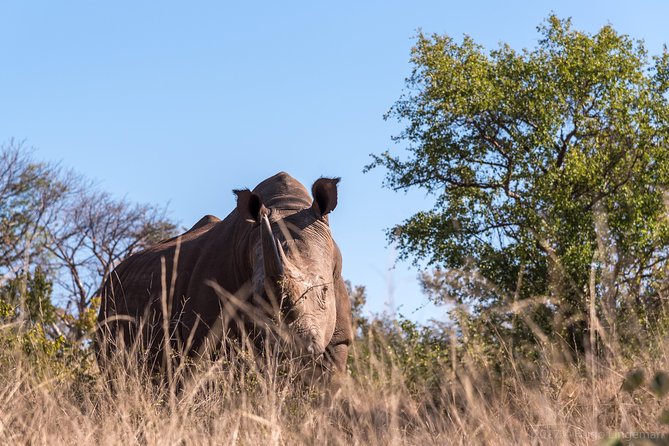 White Rhino Walk in the Mosi Oa Tunya - Wildlife Encounter Highlights