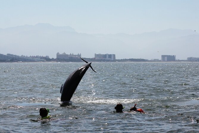 Wild Dolphins Encounter & Snorkeling - Accessibility and Recommendations