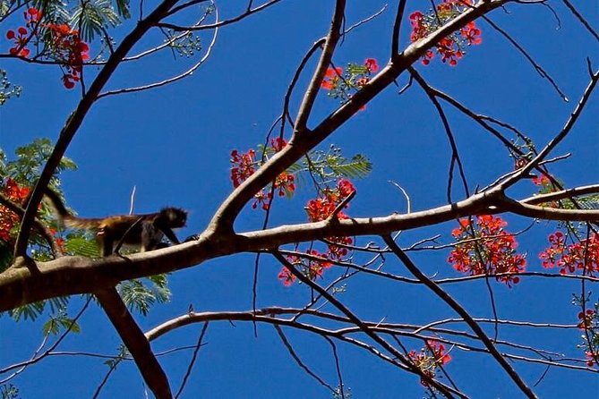 Wild Monkey Adventure (Private, Full Day) - Guest Experiences