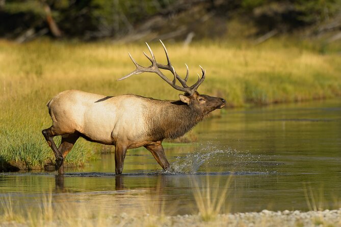 Wildlife on the Bow | Big Canoe Tour in Banff National Park - Tour Inclusions and Benefits