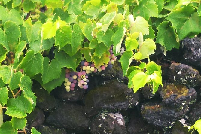 Wine & Food Tour - Assistance and Inquiry