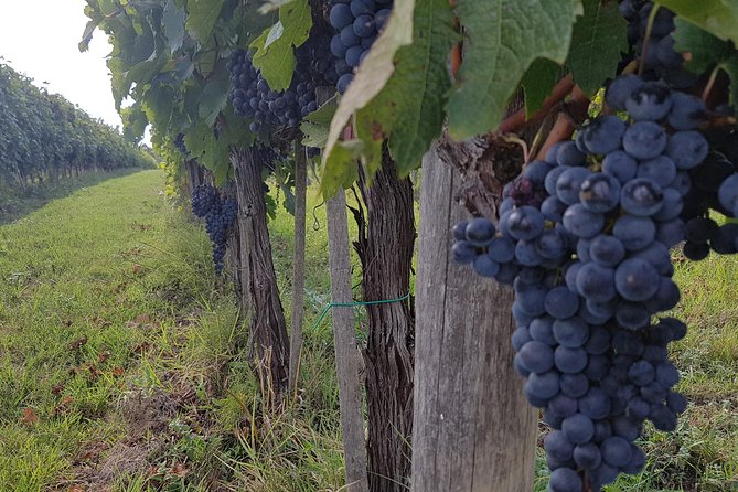 Wine Tasting and Horseback Riding in Montepulciano, in Tuscany From Rome - Wine Tasting and Cellar Tour