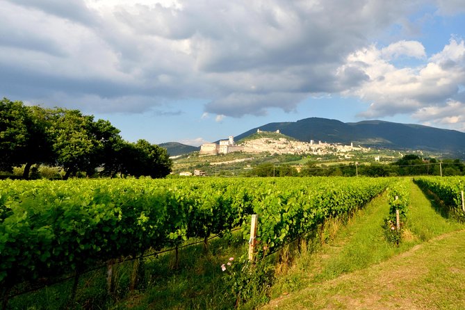 Wine Tasting and Walk in the Vineyard of Assisi - Schedule and Accessibility