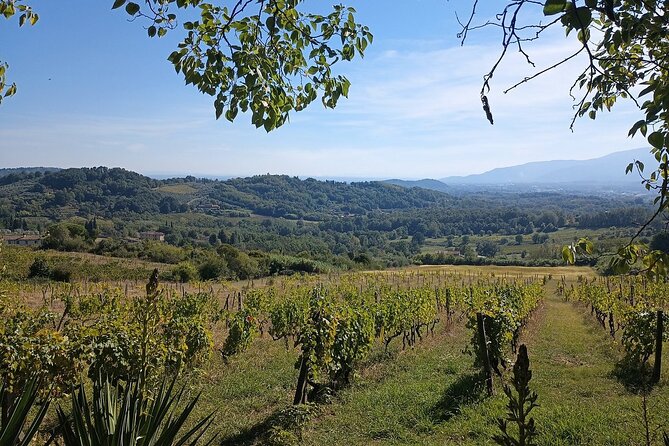 Wine Tour in the Countryside of Lucca With Lunch - With Minivan - Vineyards and Wine Tasting