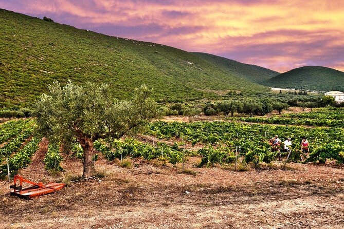 Winery Tour and Tasting in Zakynthos With the Winemaker - Reviews and Ratings