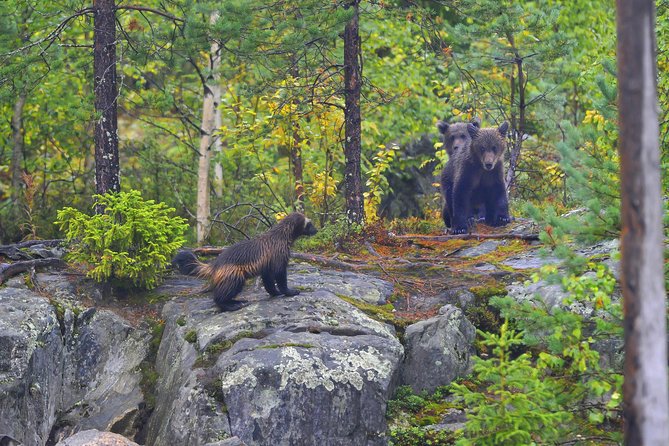 Wolverine Photography in Summer - Photographers Perspective