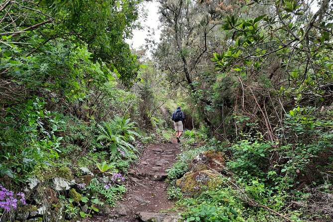 Wonderful Hike Through the Magic Forest of Tenerife - Meeting Point and Logistics