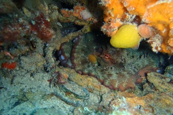 Wreck Exploration Ricardo-18m (Certified Diver) - Reviews and Recommendations