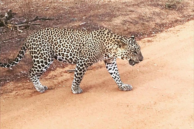 Yala Half Day Safari - Meeting and Pickup Details