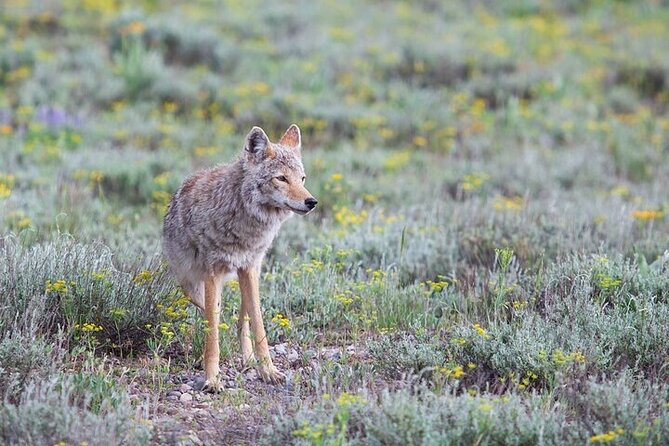 Yellowstone Wildlife Safari in Lamar Valley From Bozeman - Wildlife You May Encounter