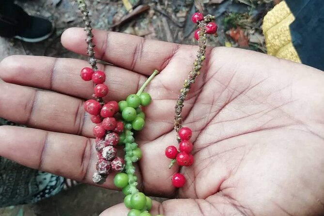 Zanzibar Spice Tour - Health and Accessibility Considerations
