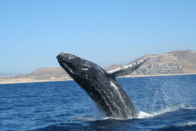 Zodiac Whale-Watching Adventure in Los Cabos - Customer Feedback