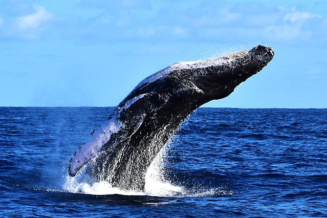 Zodiac Whale Watching Adventure - Incl FREE Photos & Whale Sightings Guarantee - Experience Highlights