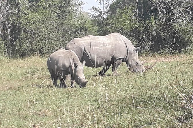 Zziwa Rhino Sanctuary Walking Safari - Meeting and Pickup Information