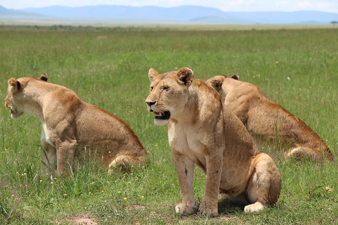 3days Masai Mara Private Safari With a 4x4 Land Cruiser Jeep - Good To Know