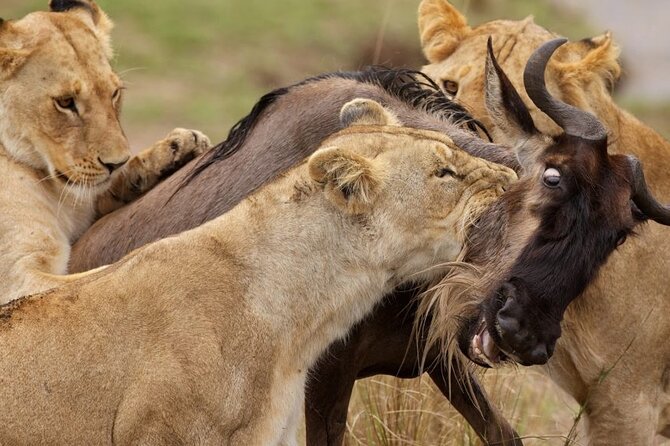 4-Day Private Tour in Masai Mara - Good To Know