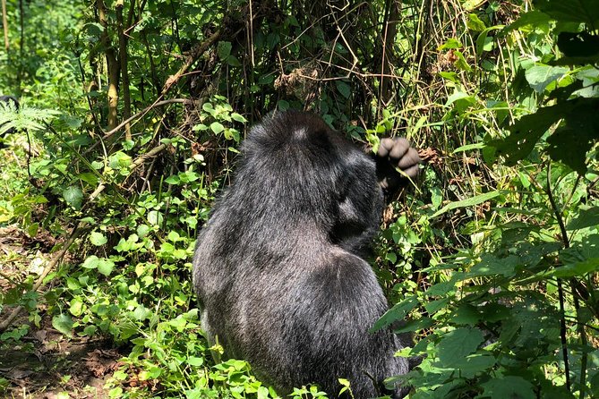 4 Day Uganda Gorilla Trekking Safari With Lake Bunyonyi - Good To Know