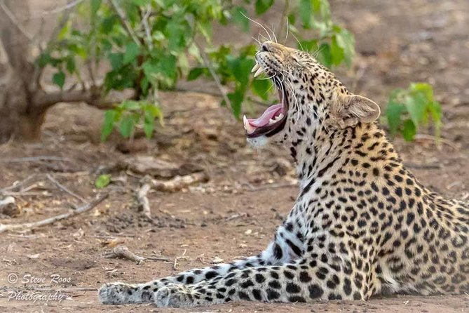 4 Days Luxury Lodge Safari Tour Tanzania - Tour Overview