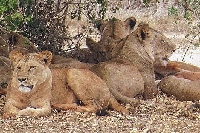 4 Days Mid Luxury Safari, Lake Nakuru and Masai Mara. - Good To Know