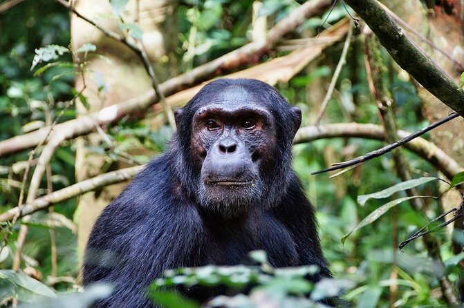 4 Days Mikumi & Udzungwa National Parks Safari - Good To Know