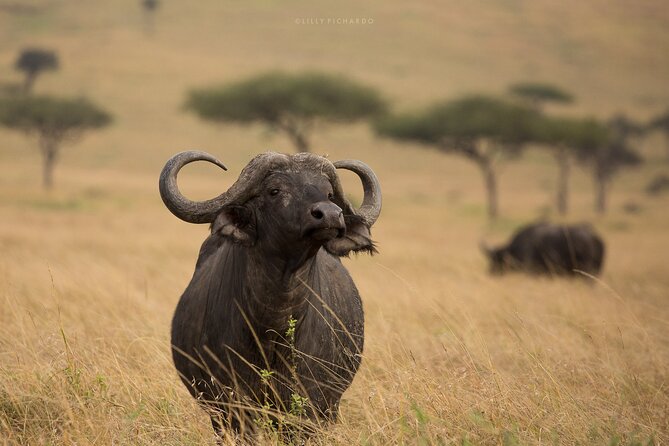 4 Days Safari to Maasai Mara N/R. - Safari Overview