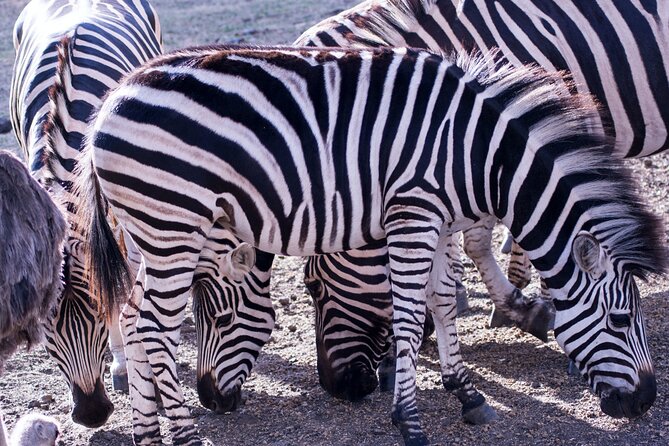4 Days Serengeti and Ngorongoro Joining Group Mid-range Safari