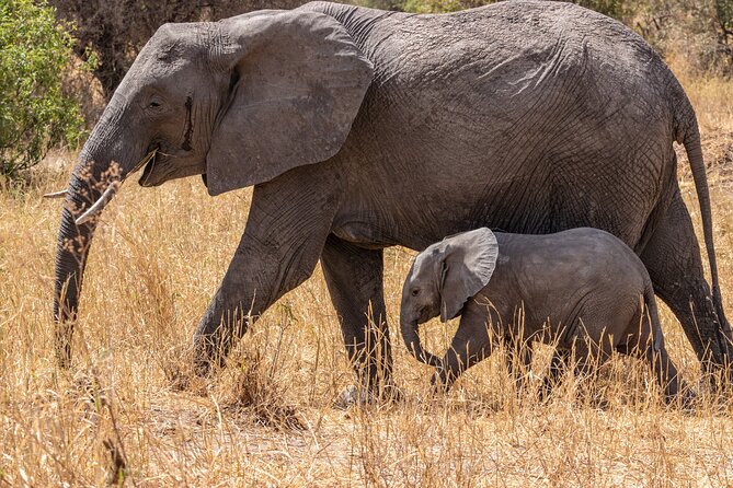 4 Days Tanzania Budget Safari - Good To Know