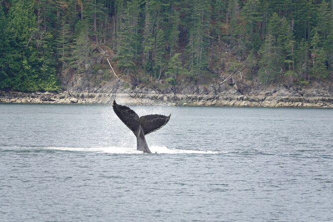 4 Hour Covered Boat Whale and Wildlife Tour - Good To Know