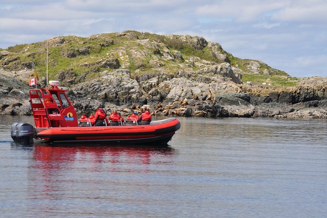 4 Hour Zodiac Whale and Wildlife Tour - Good To Know