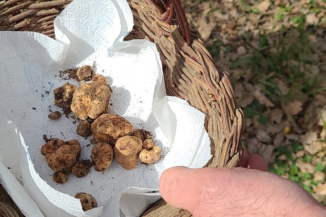 4 Hours Truffle Hunt With Pasta Cooking Course and Lunch - Good To Know