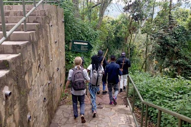 1 Day Canopy Walk Adventure in Nyungwe Forest National Park - Discovering the Vibrant Orchids