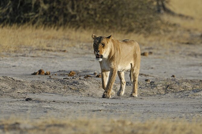 1 Day Moremi Game Drive Safari, Guided - Inclusions and Amenities