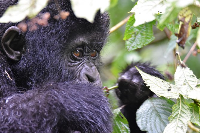 1 Day Mountain Gorilla Trekking Safari Uganda - Participant Requirements