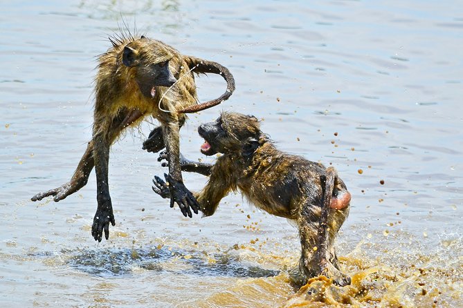 1 Day Photographic Wildlife Safari From Hazyview to Kruger Park - Pricing Information