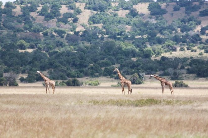 1 Day Safari to Akagera National Park - Meeting Point and Pickup Details