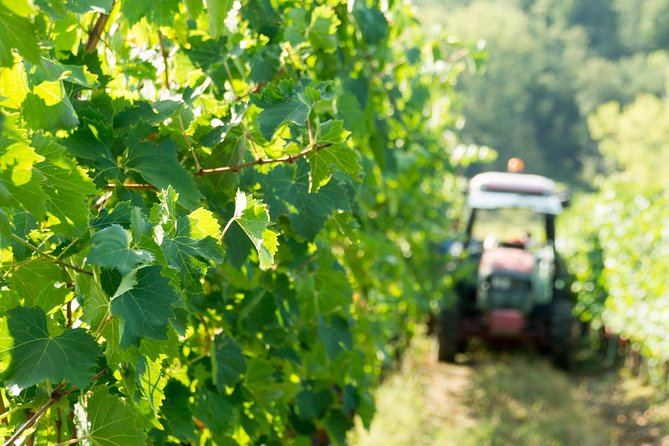1 Hour Wine Tasting Experience in the Hills of Florence - Experience Details
