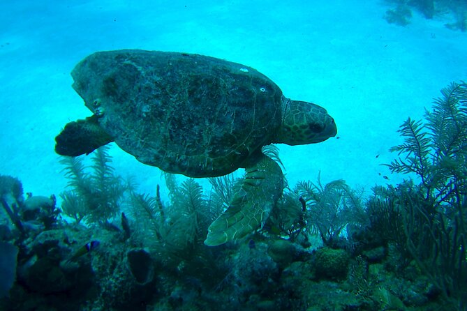1 Tank Dive for Certified Divers - Dive Location